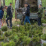 На Южном Урале засадят деревьями 90 гектаров сгоревшего леса - Южноуральская панорама
