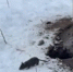Челябинцы пожаловались на полчища крыс во дворах на северо-западе - Pchela.News