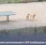 Следователем регионального СКР возбуждено уголовное дело по факту непринятия мер к организации отлова безнадзорных собак в городе Копейске - Следственный комитет