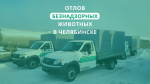 С января следующего года отловом безнадзорных животных займется муниципальная служба