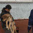 Помощь спасателей потребовалась сотруднику по отлову бездомных животных - 31TV.RU